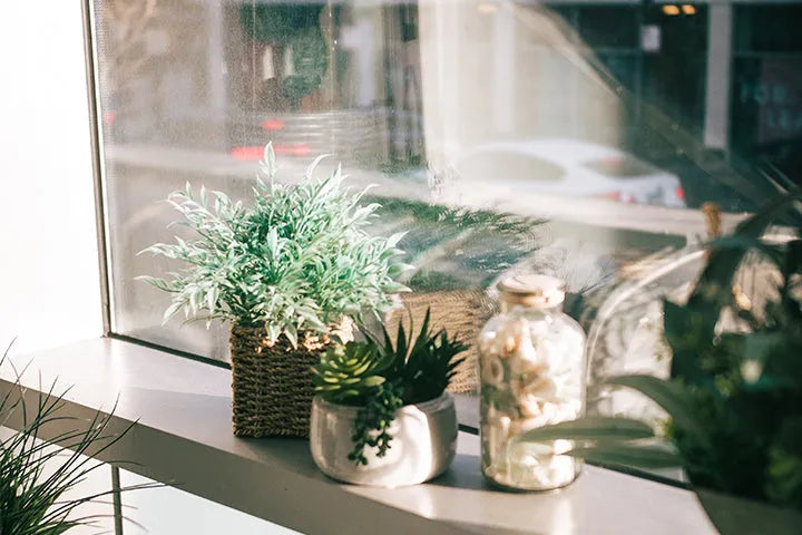 Além das Cortinas: Soluções de Privacidade e Beleza com Plantas no Peitoril