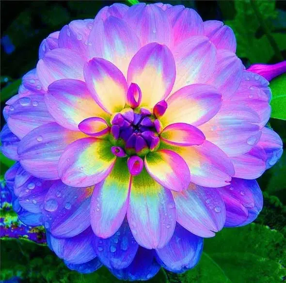 ver fotos de flores mais lindas do mundo
