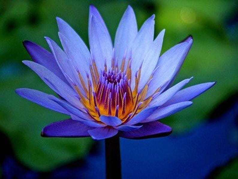 Onde ver a florada de cerejeiras no Japão