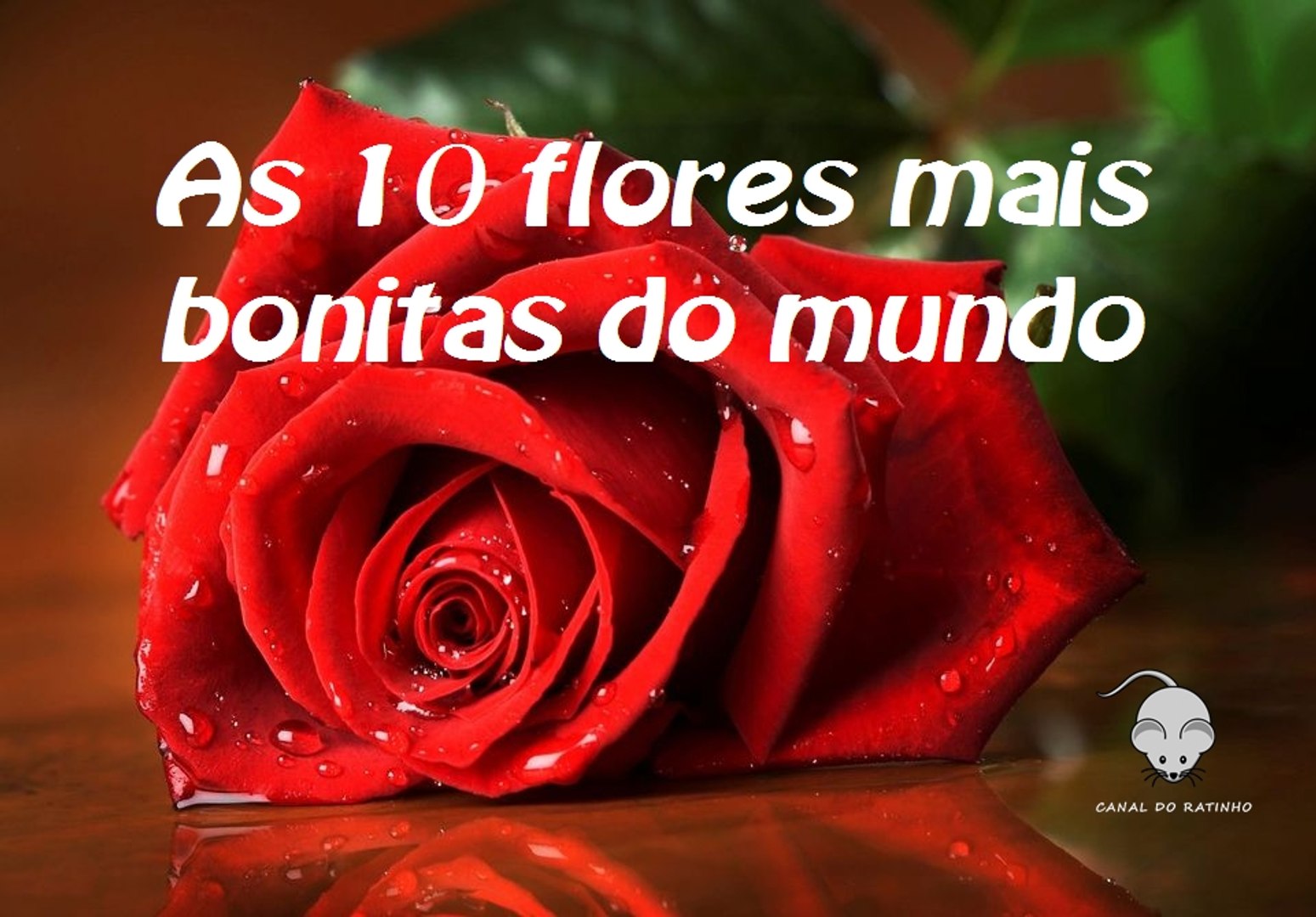 ver fotos de flores mais lindas do mundo
