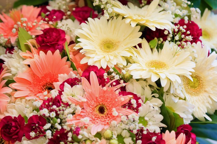 Onde ver a florada de cerejeiras no Japão