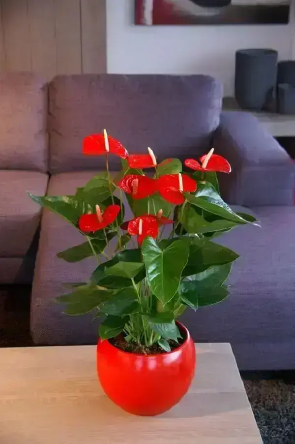 O significado místico da Flor de Lótus