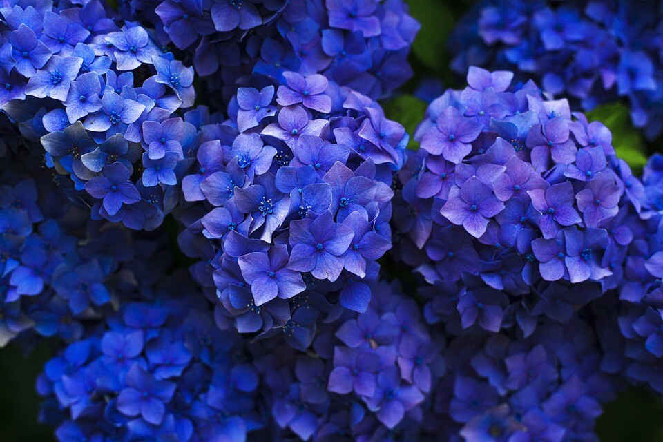 O significado místico da Flor de Lótus