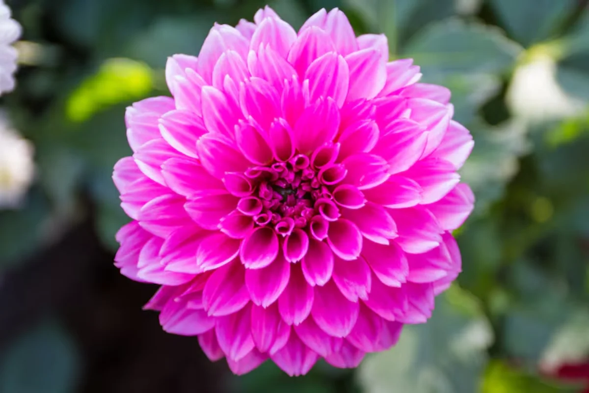 ver fotos de flores mais lindas do mundo