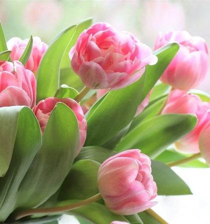 O significado místico da Flor de Lótus