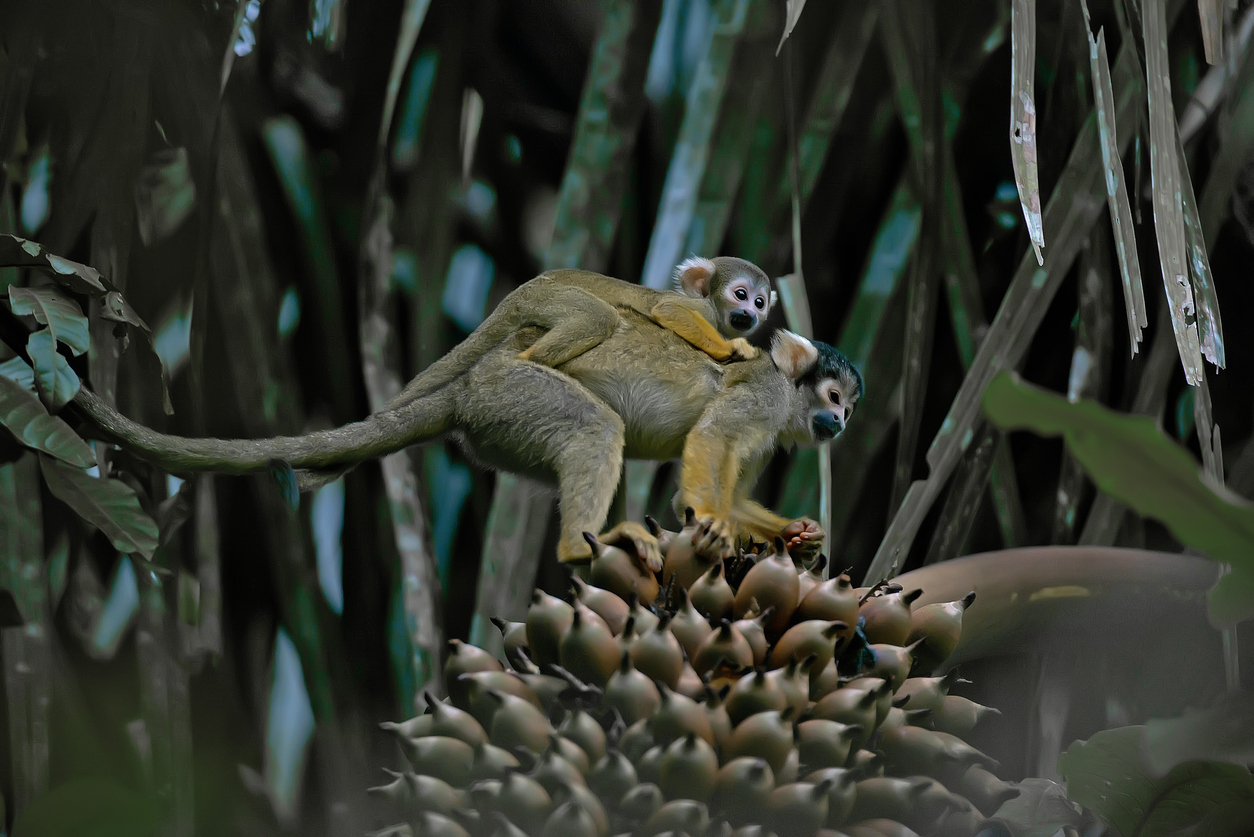 erros comuns ao fotografar animais amazônia