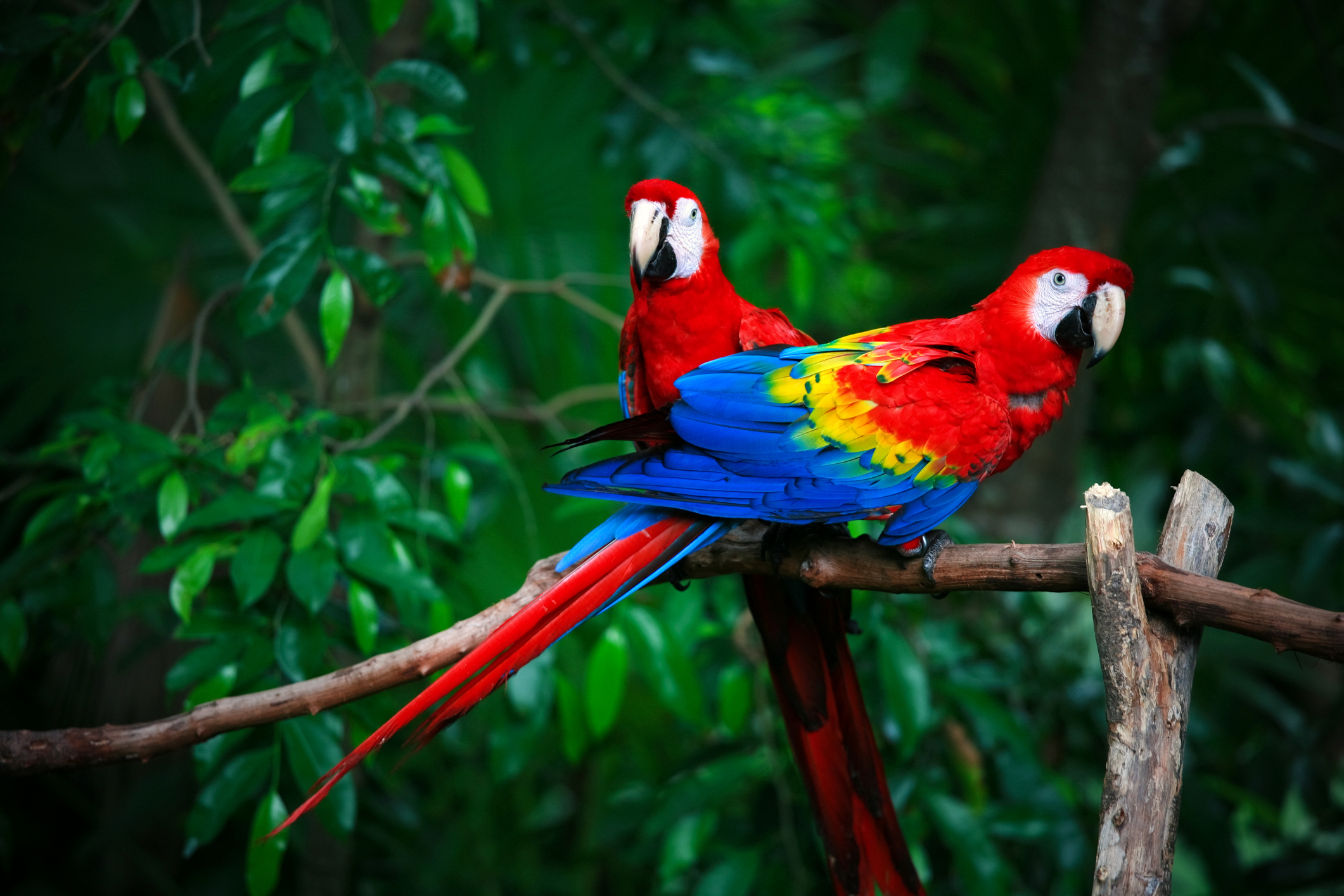 fotos de filhotes de animais amazônia