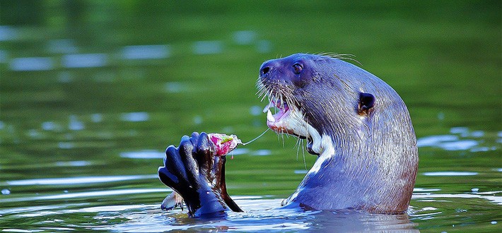 animais da amazonia fotos