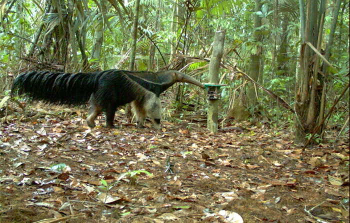 fotos animais amazônia para inspirar