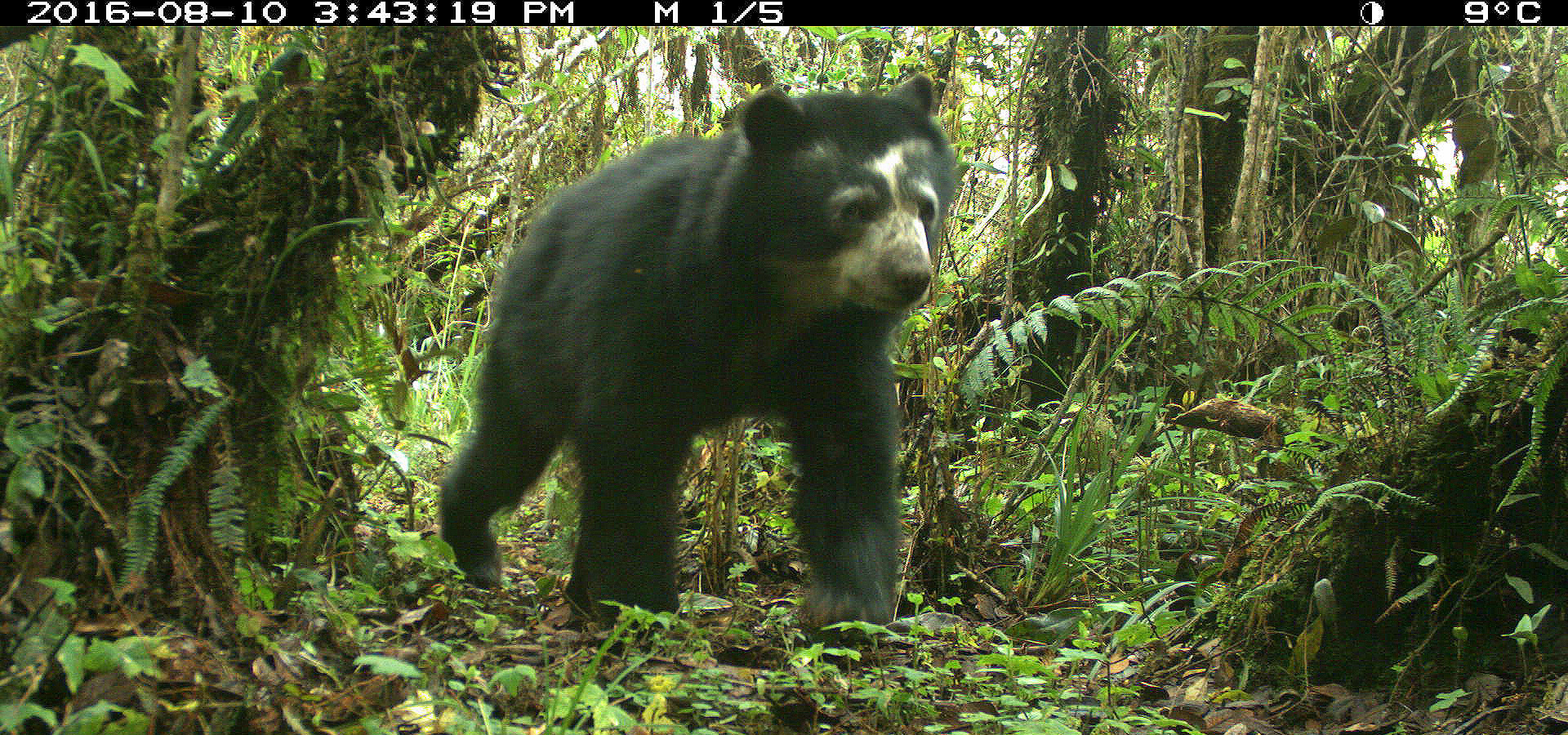 erros comuns ao fotografar animais amazônia