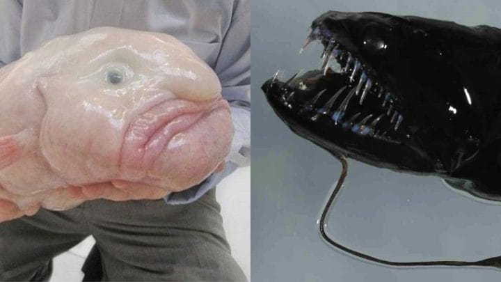 animais estranhos