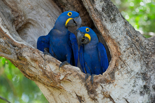erros comuns ao visitar o pantanal