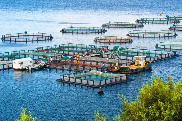 tipos de aquicultura e suas características