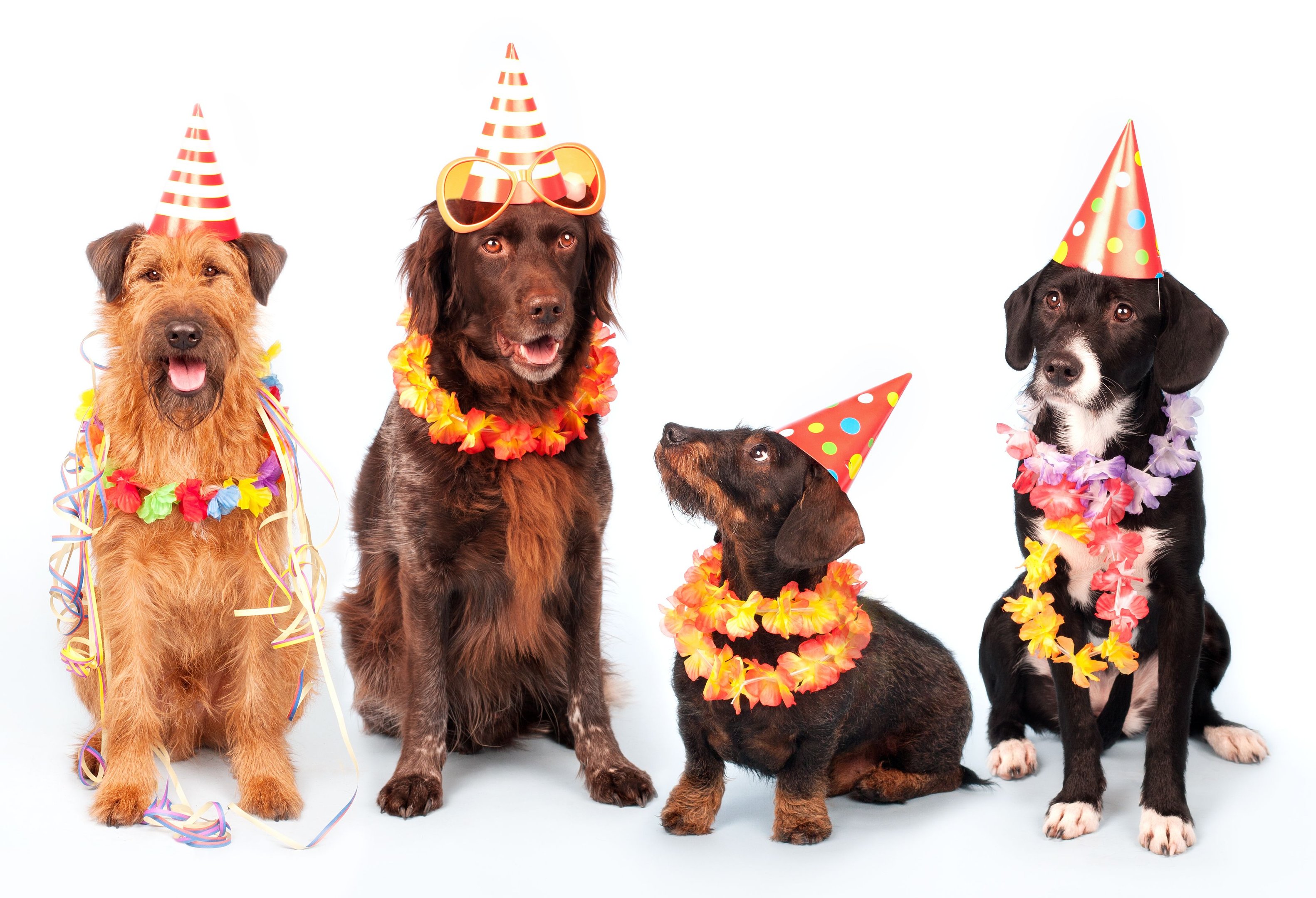 decoração para cachorros