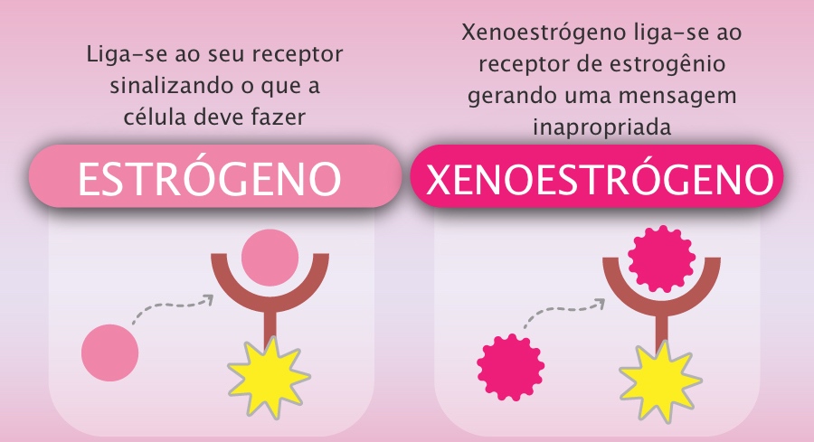 funções do estrogênio