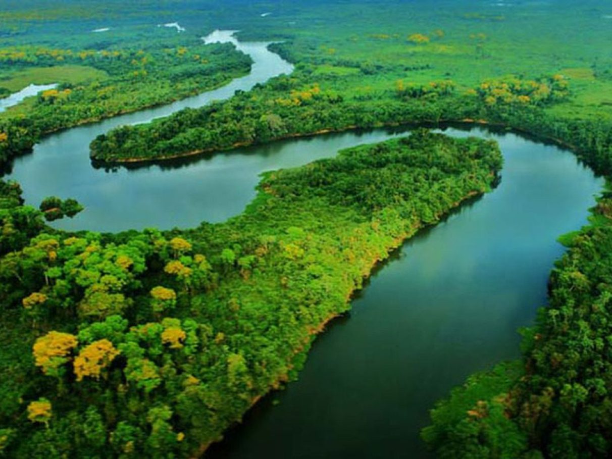 fotos de aves da floresta amazônica em alta resolução