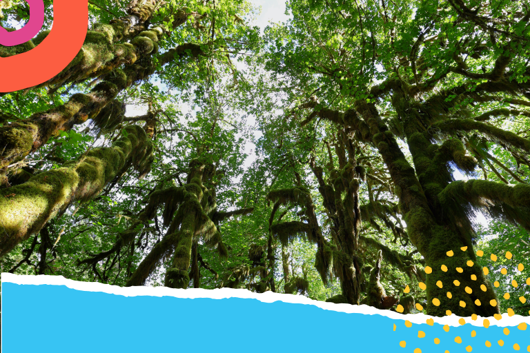 fotos da floresta amazônica vs fotos da floresta do congo