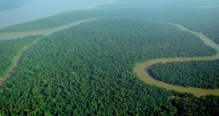 fotos de aves da floresta amazônica em alta resolução