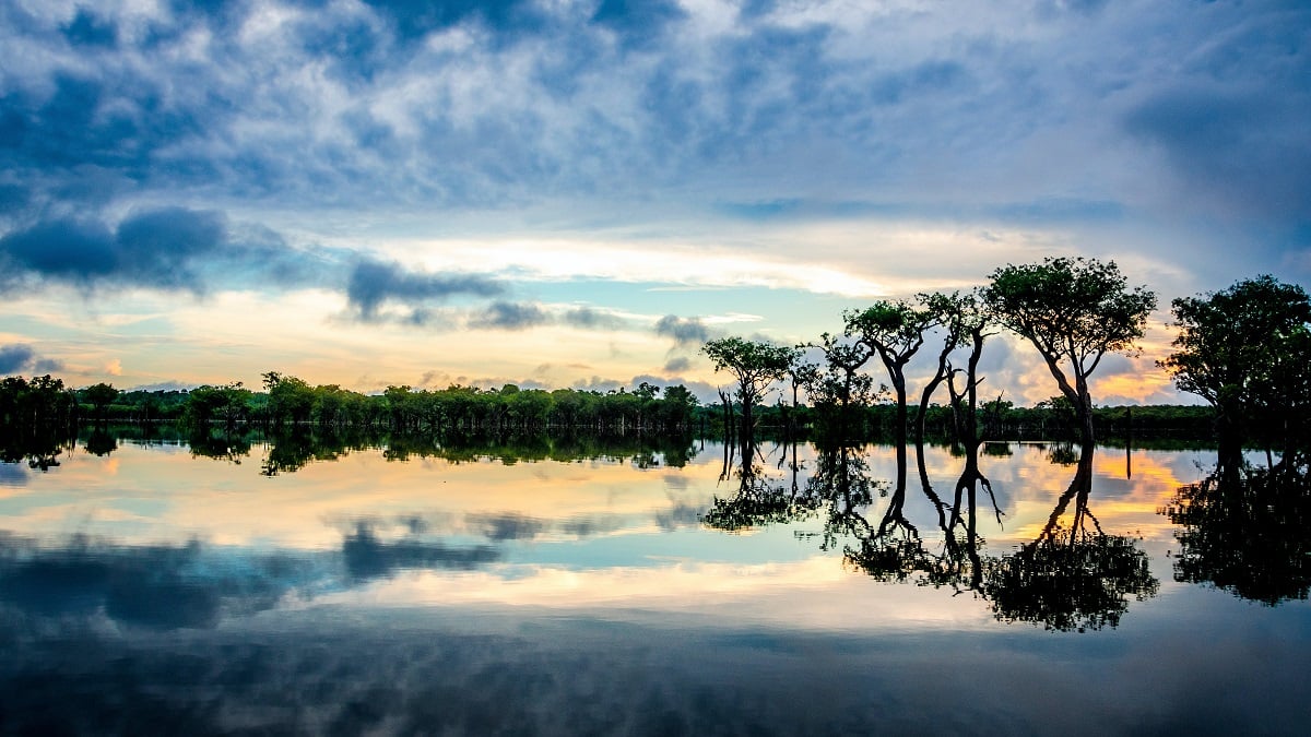 floresta amazonica fotos