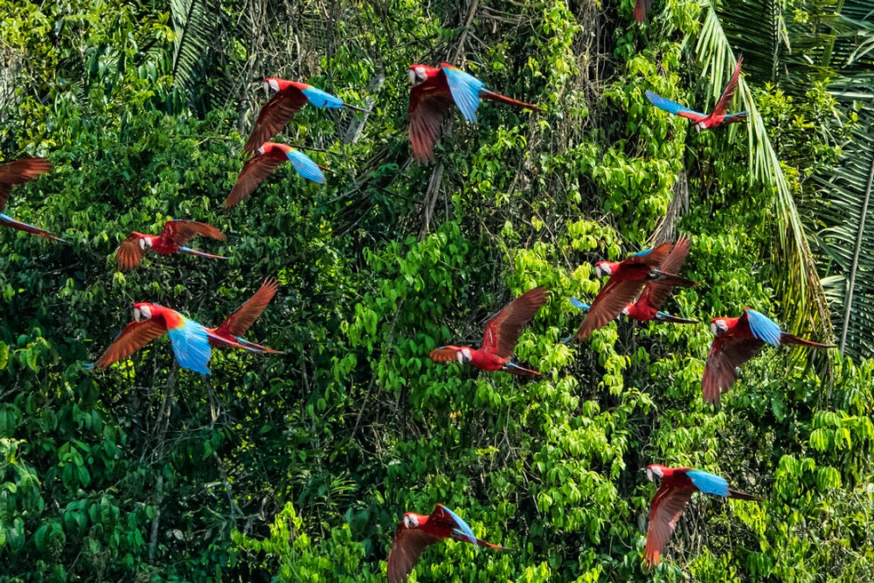 erros comuns ao fotografar a floresta amazônica
