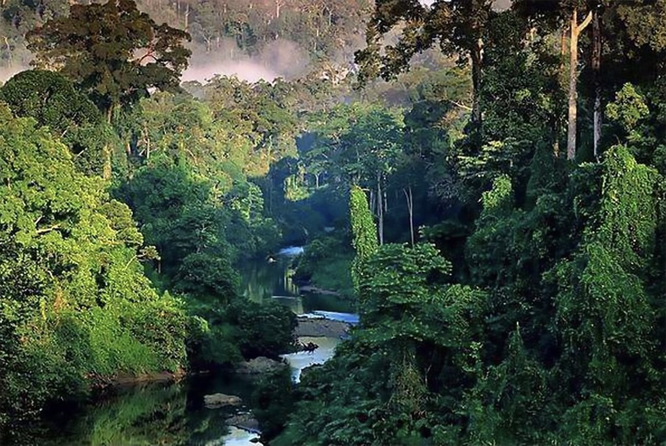 fotos da floresta amazônica vs fotos da floresta do congo