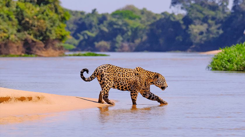 erros comuns ao fotografar no pantanal