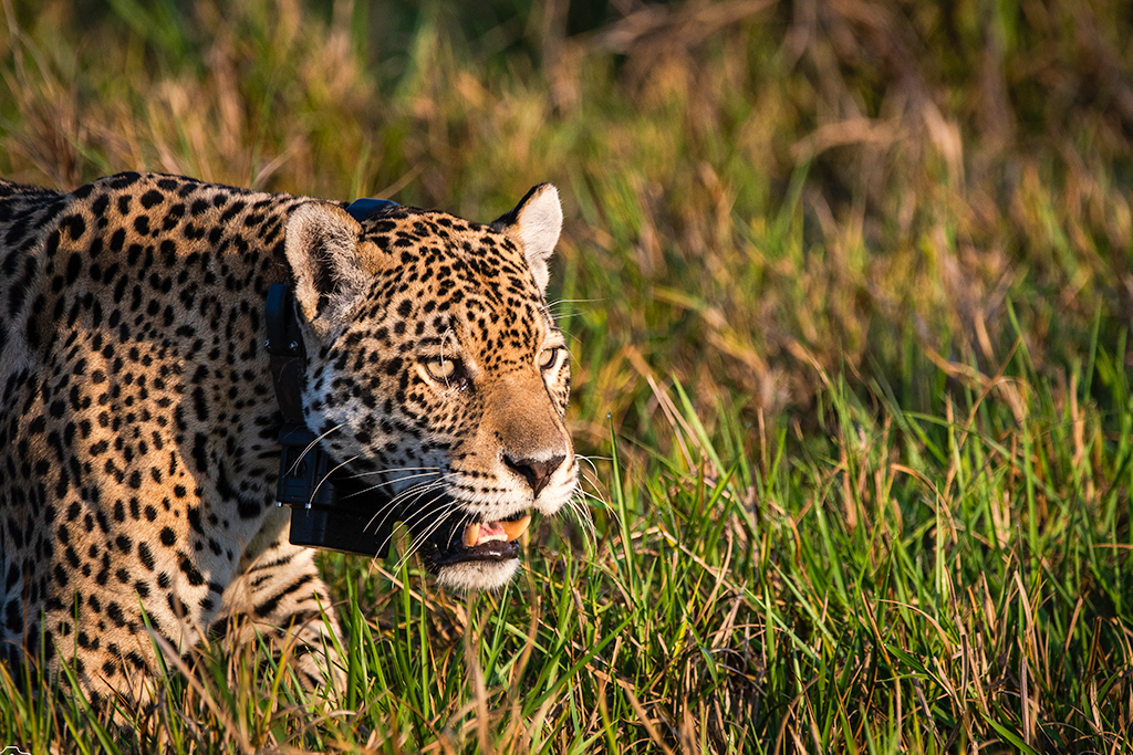 fotografia pantanal vs amazonia