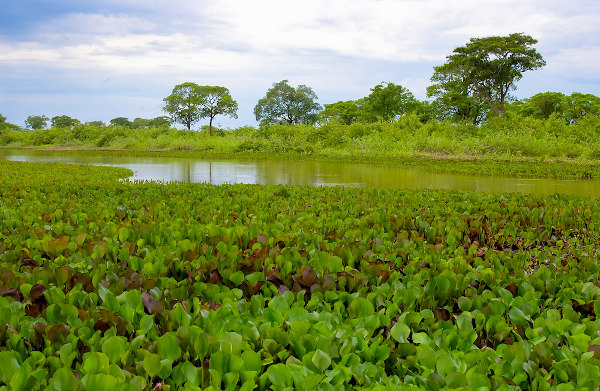 erros comuns ao fotografar no pantanal