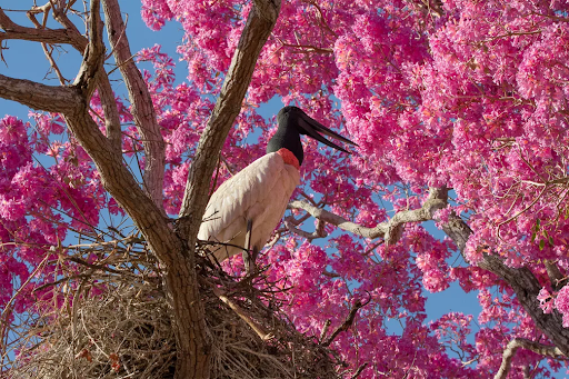 fotografia pantanal vs amazonia