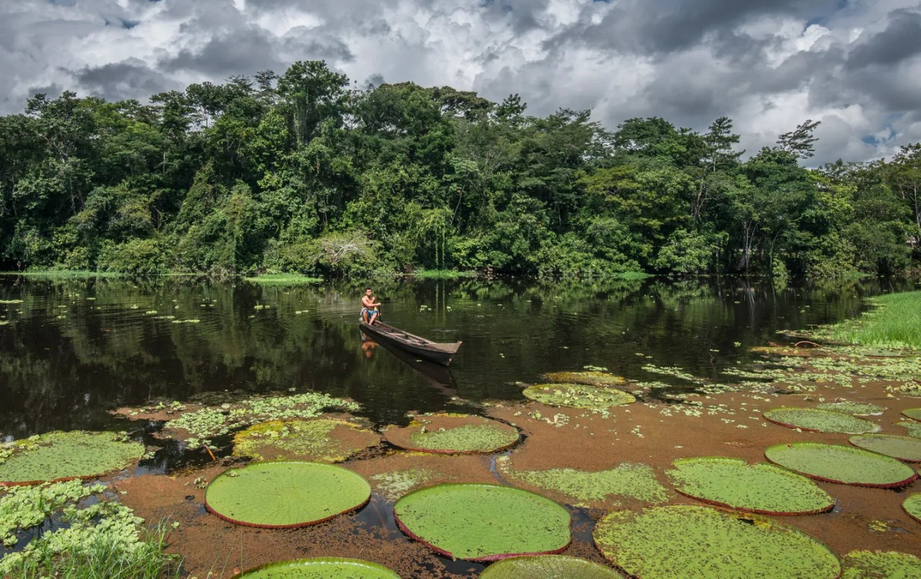 fotos da fauna amazônica