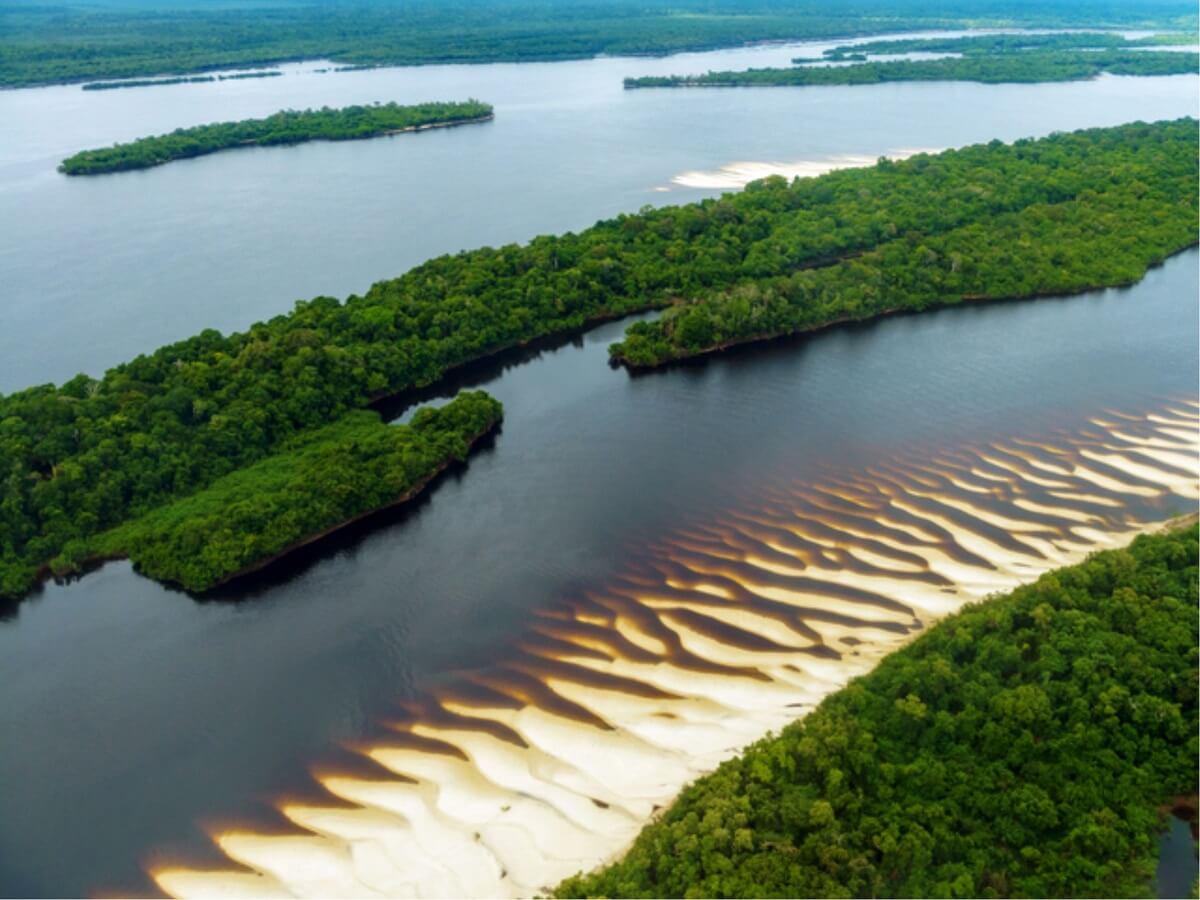 imagens da floresta amazônica