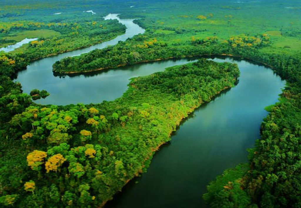 fotos de animais amazônicos