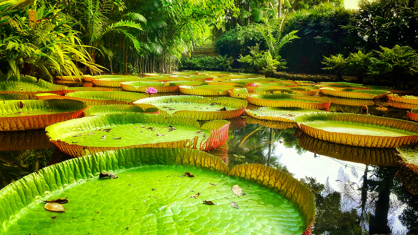 fotos de animais amazônicos