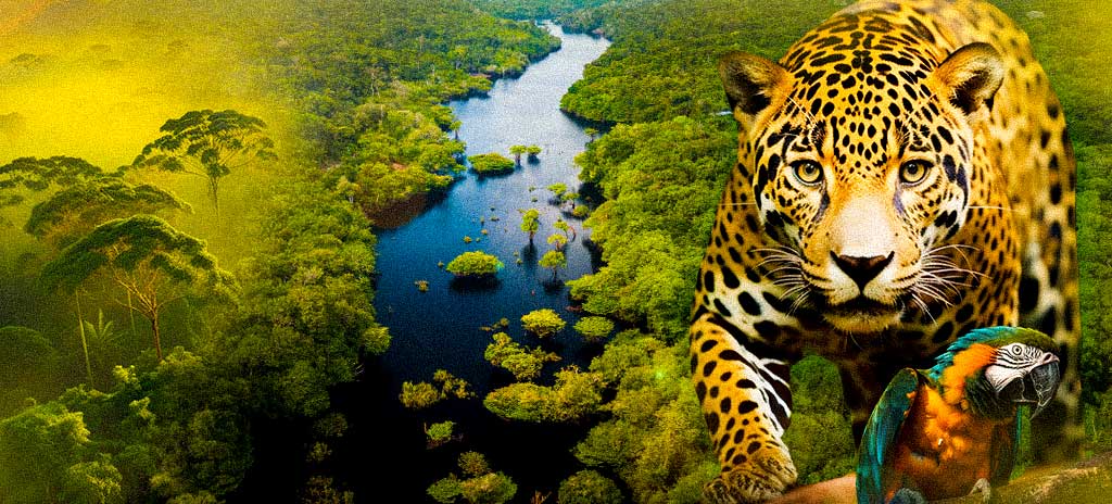 fotos aéreas amazônia