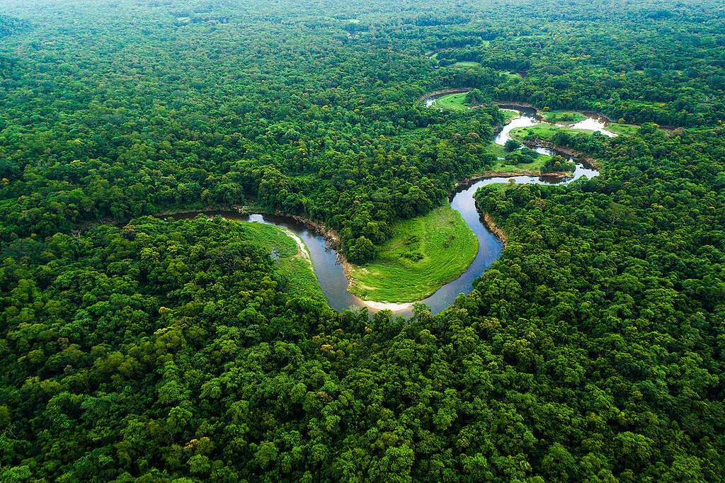 fotos da fauna amazônica brasileira