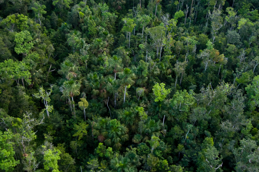 fotos de expedições na amazônia