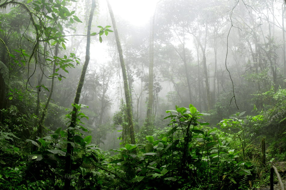 fotos de árvores gigantes da amazônia (Samaúma, Vitória-Régia)