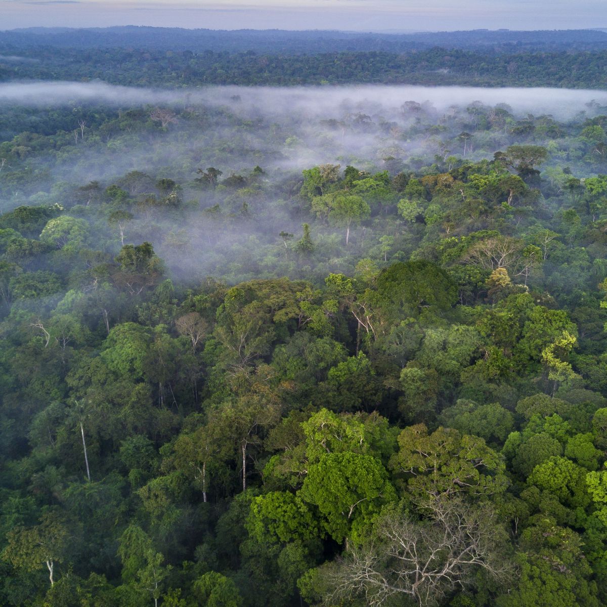 fotos de expedições na amazônia