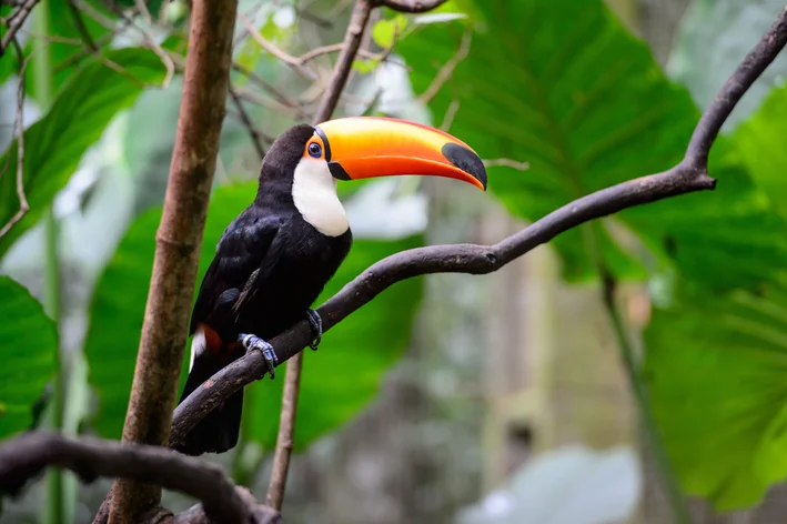 fotos de animais da fauna brasileira