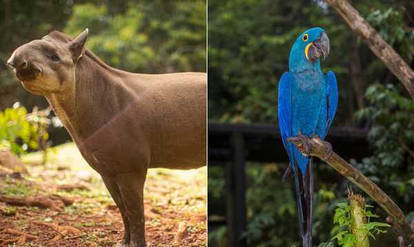 custo de expedição fotográfica fauna brasileira