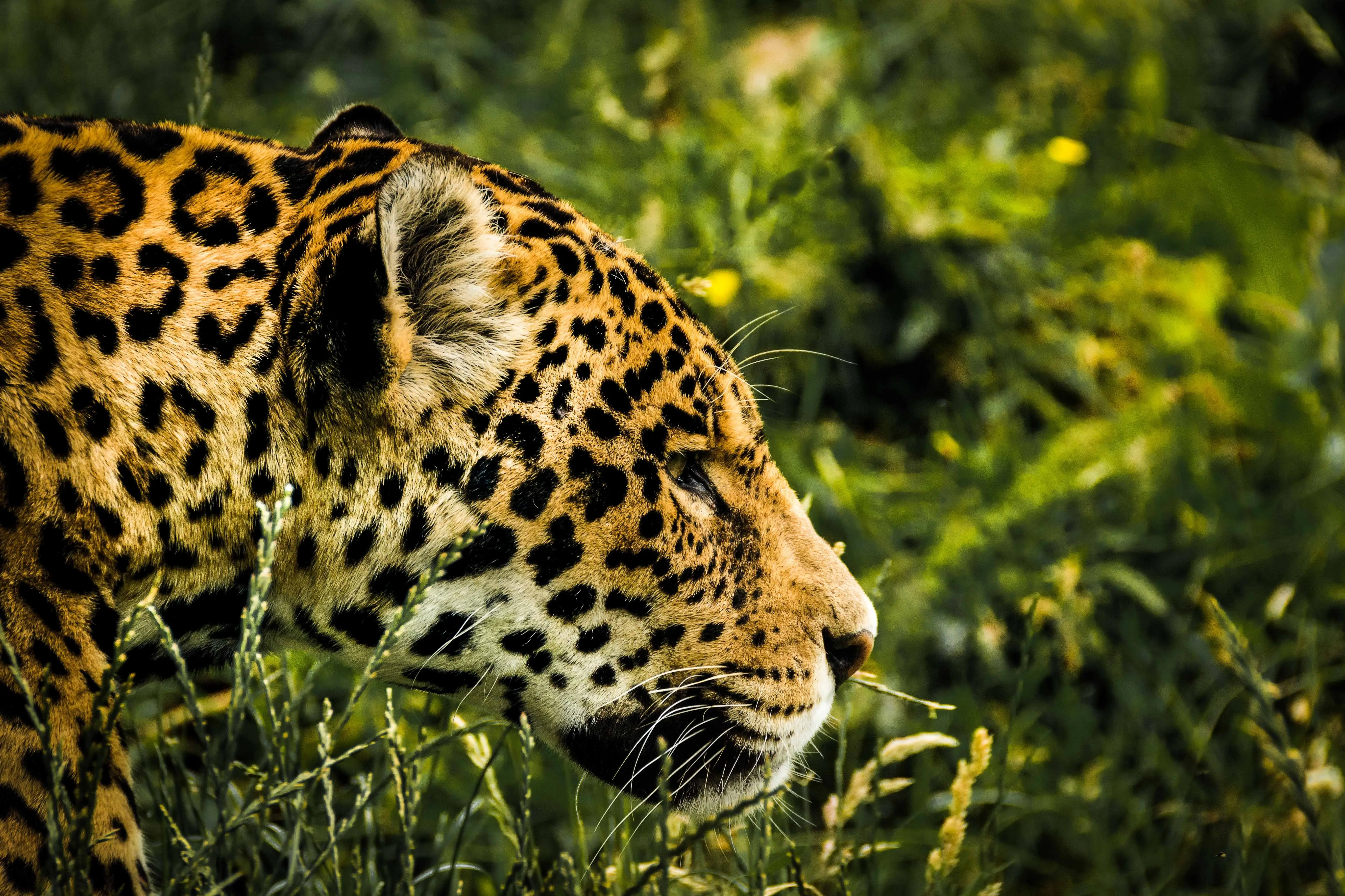 melhores fotos de animais da fauna brasileira para inspirar