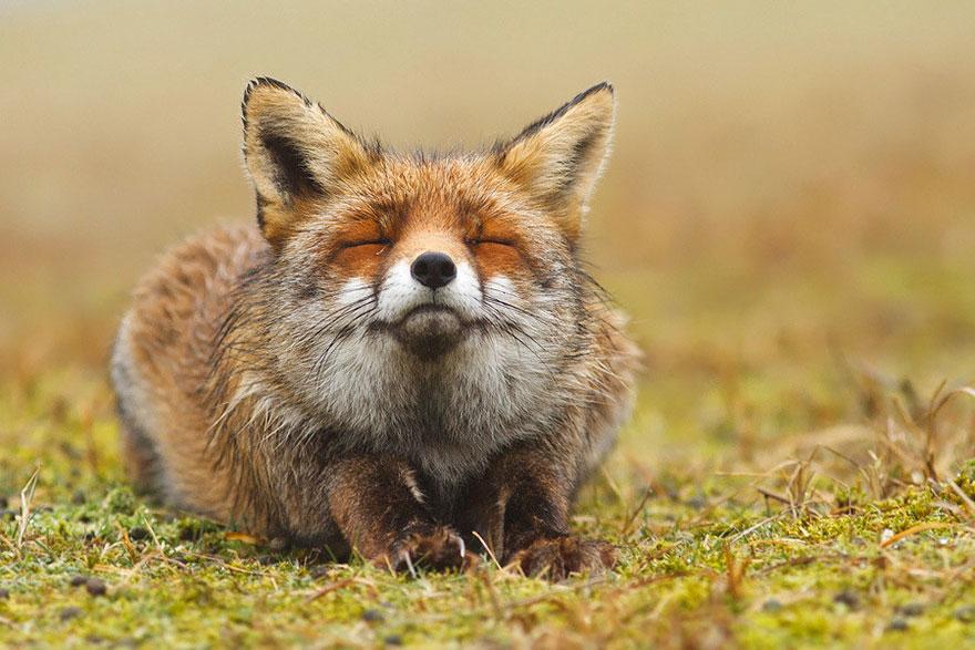 custo de equipamento para fotos de raposa do mato
