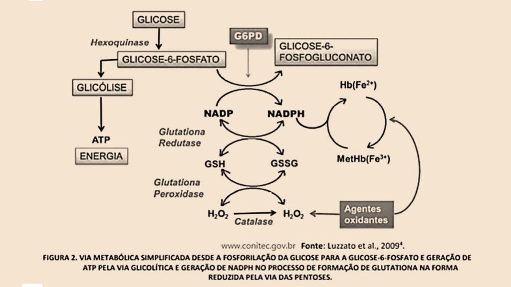 g6pd o que é