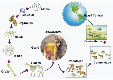 erros comuns ao estudar ecologia