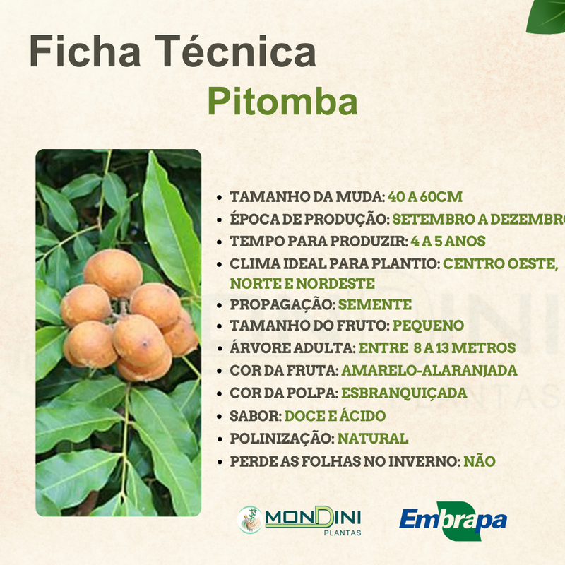 o que é pitomba