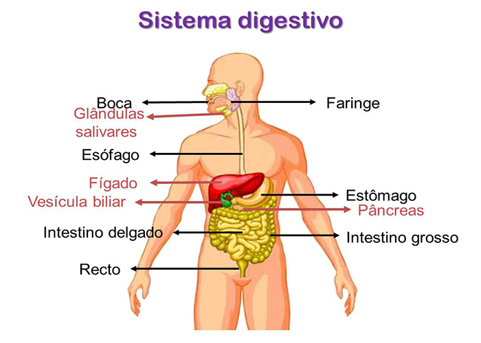 erros comuns ao comer que prejudicam a digestão