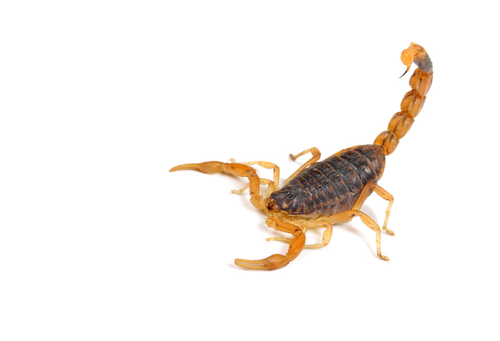 o que significa sonhar com escorpião amarelo
