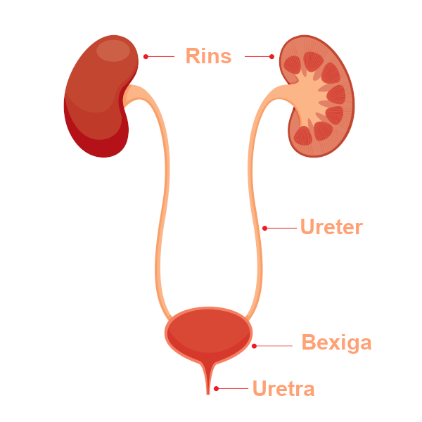 o que é uretra