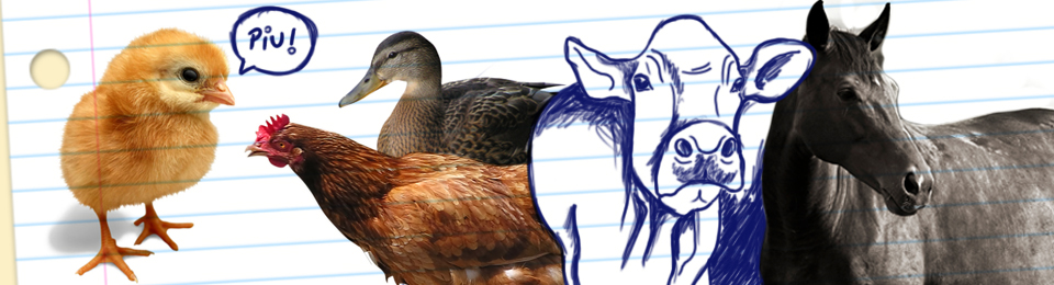 zootecnia vs veterinária qual escolher