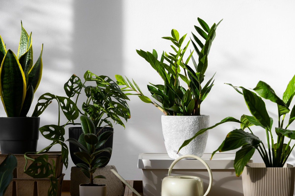 plantas que purificam o ar no quarto